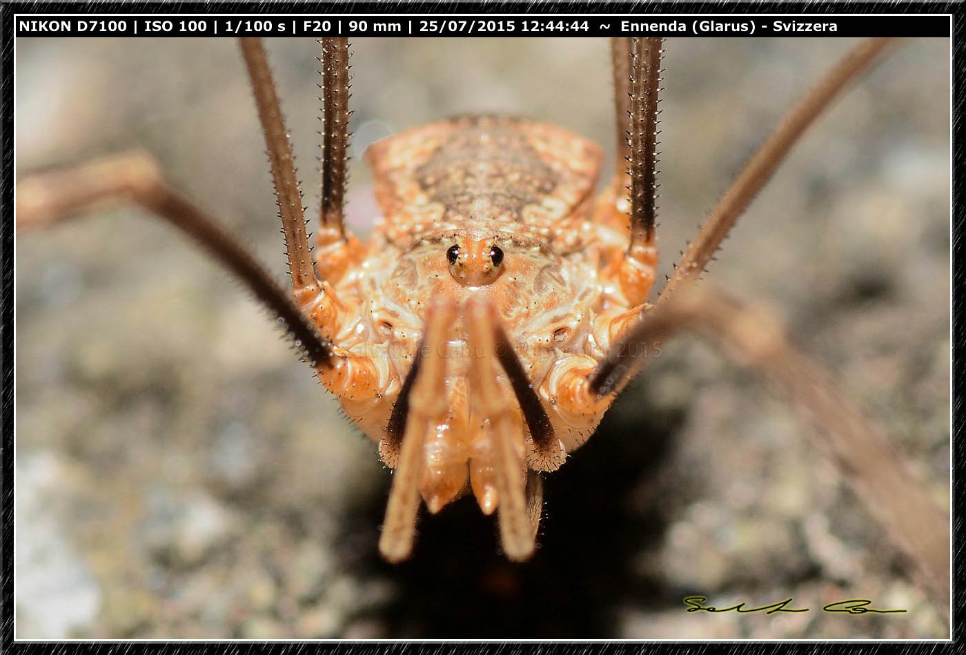 Phalangium cfr. opilio  - Ennenda (Svizzera)